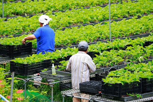 Agriculture